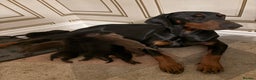 Dobermann dogs for sale: Working doberman - Advert 2