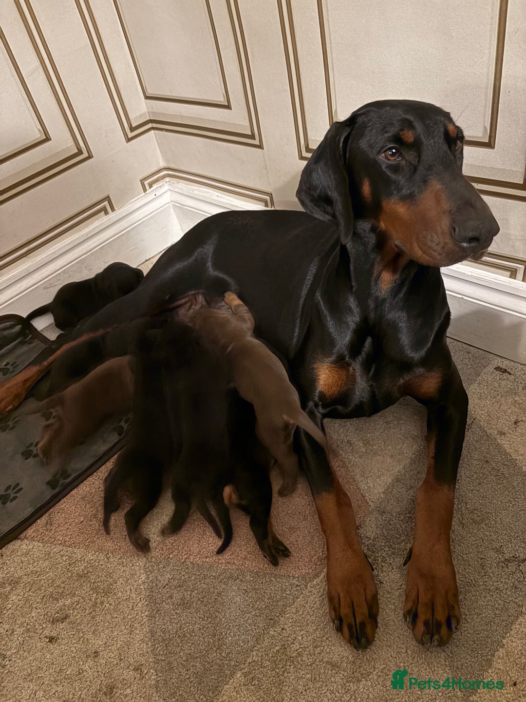 Dobermann dogs for sale: Working doberman - Advert 2