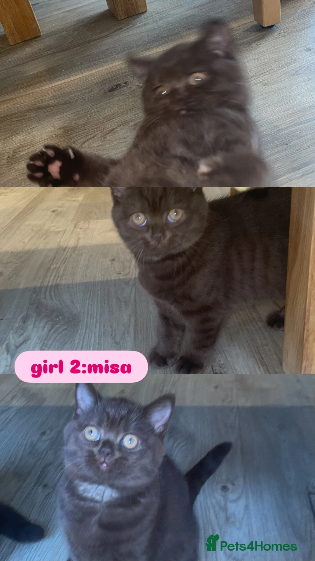 British Shorthair cats for sale: British short hair kittens - Advert 8
