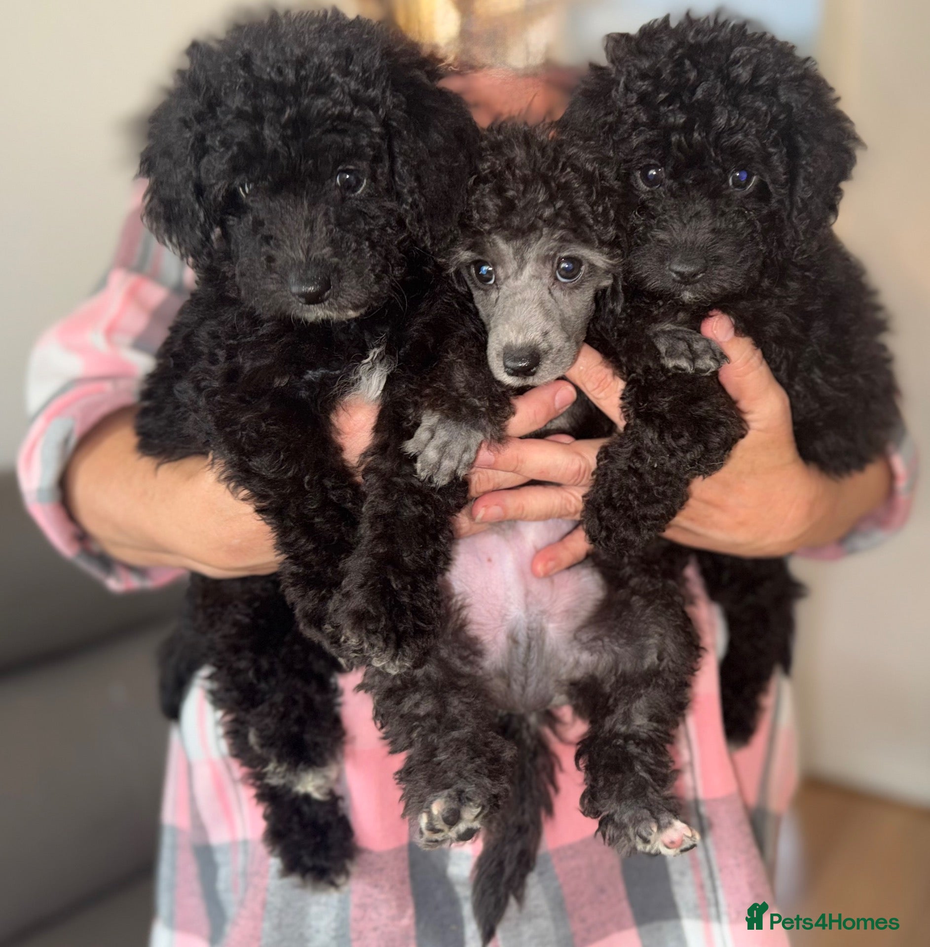 Toy Poodle dogs 2 BOYS LEFT! Beautiful Toy Poodles  - Advert 6