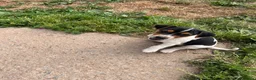 Jack Russell dogs for sale: Cracking Jack Russell puppies  in Newton Abbot - Advert 6