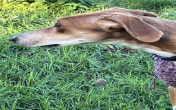 Mixed Breed dogs for adoption: Hector needs a loving home  - Advert 6