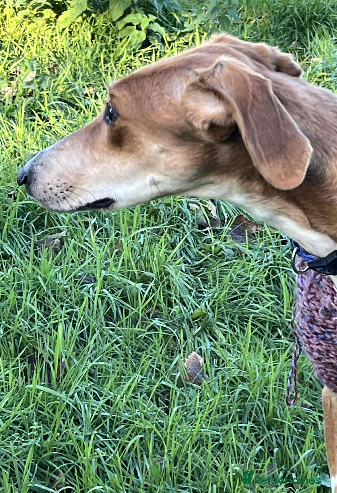 Mixed Breed dogs for adoption: Hector needs a loving home  - Advert 6