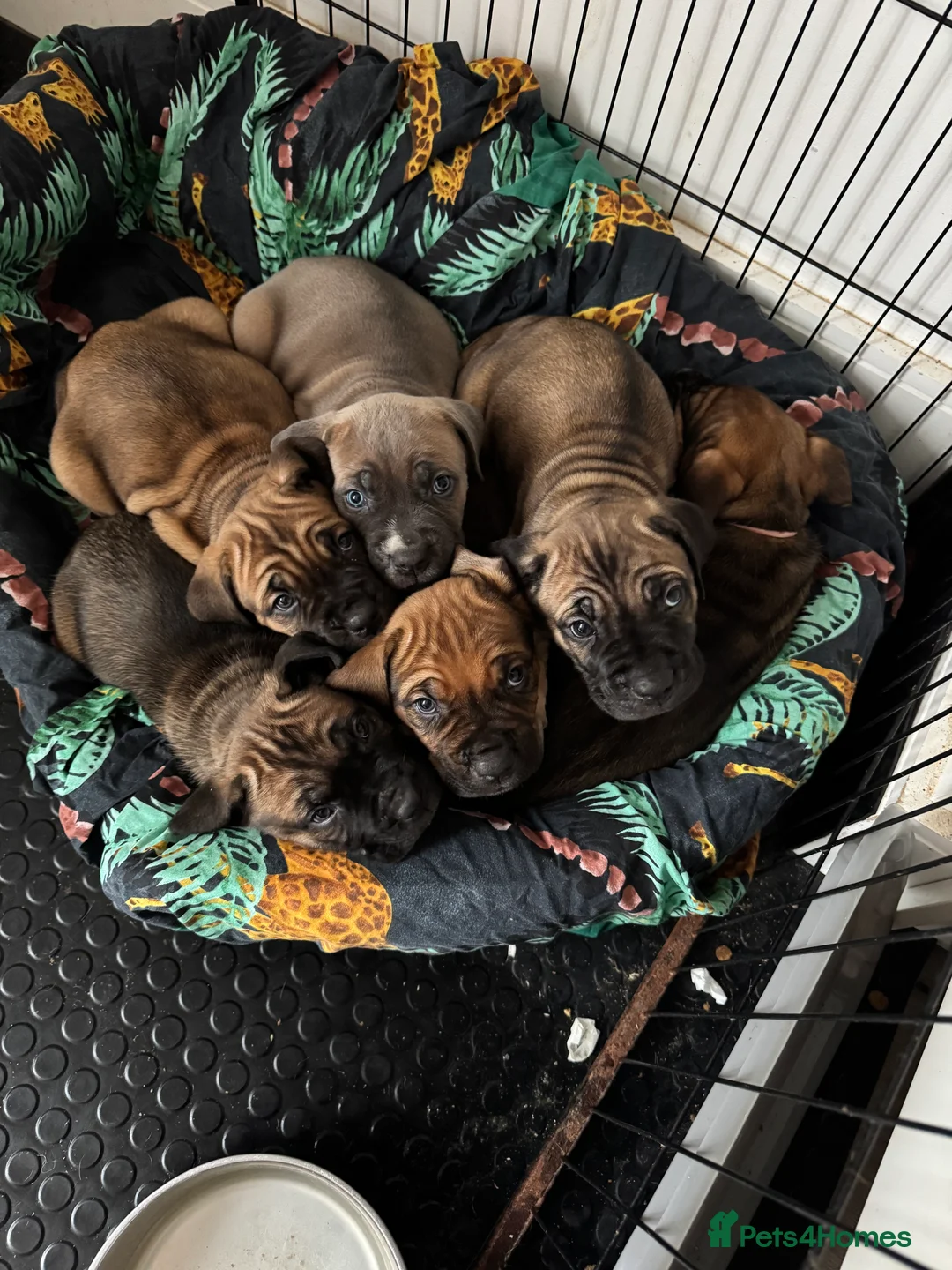Cane Corso dogs for sale: Ready to go Thursday 2boys 1girl cane Corso pups - Advert 20