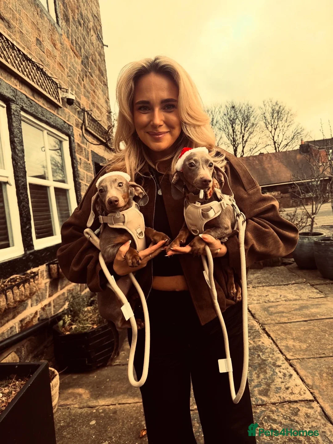 Miniature Dachshund dogs for sale: Miniature Dachshund Sisters – Raised With Children in Rochdale - Advert 11