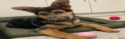 German Shepherd dogs for sale: German shepherd  - Advert 23