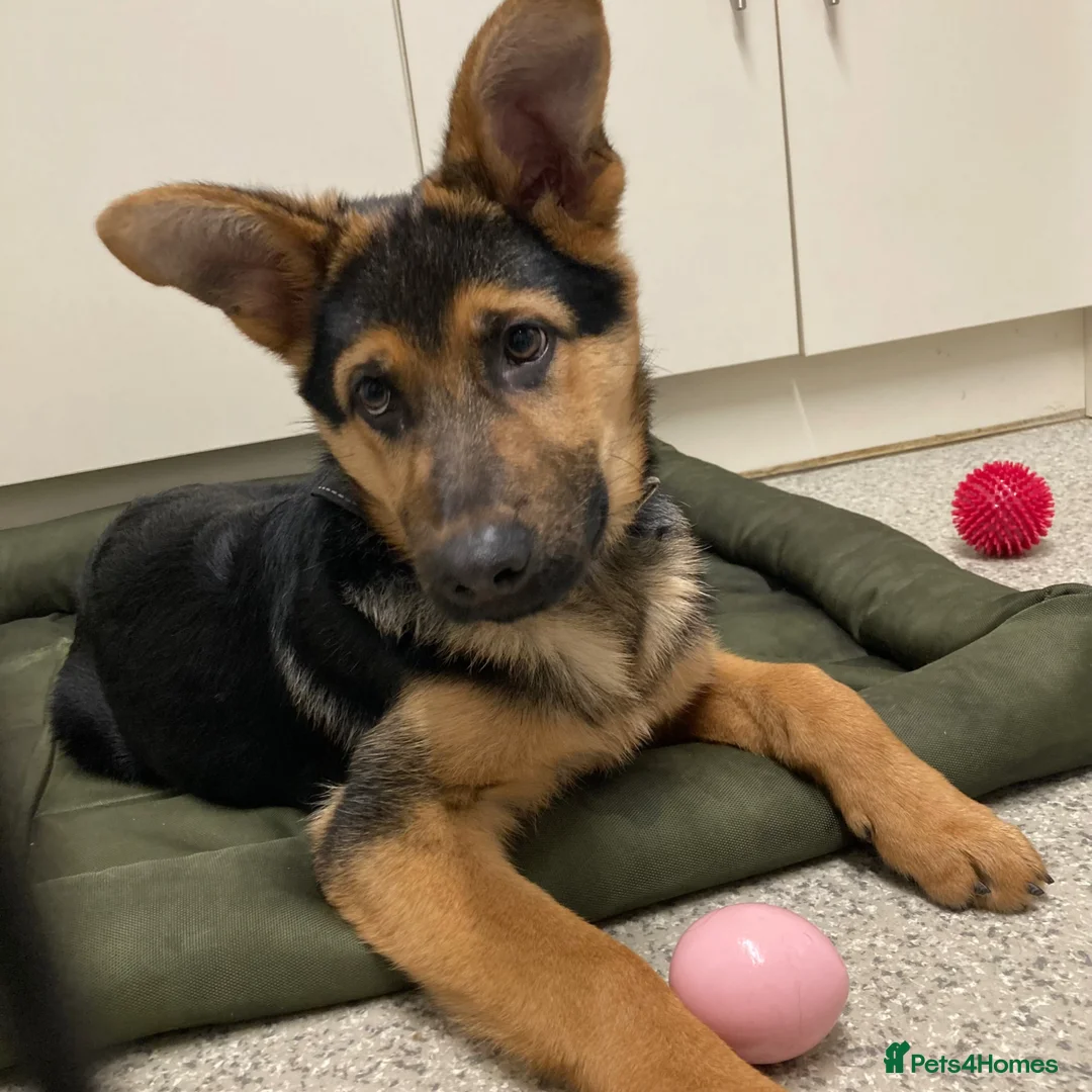 German Shepherd dogs for sale: German shepherd  - Advert 23