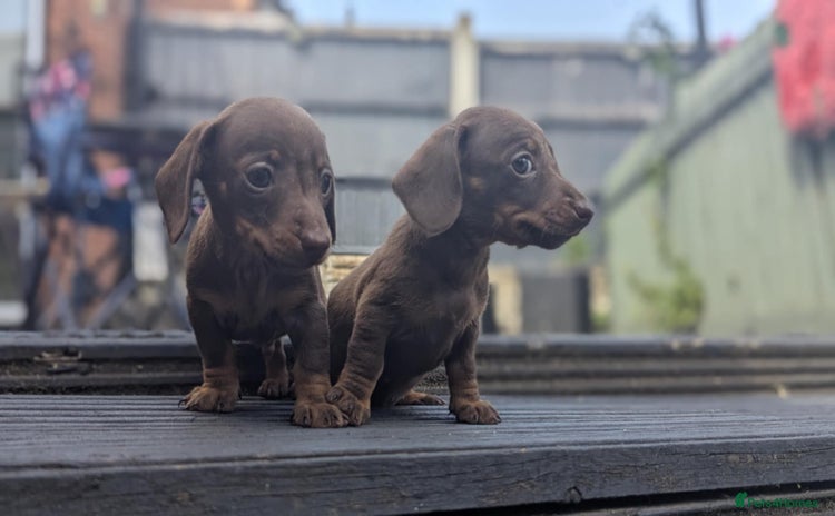 Miniature Dachshund dogs - Advert 10
