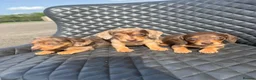 Dachshund dogs for sale: Dachshund puppies  - Advert 9