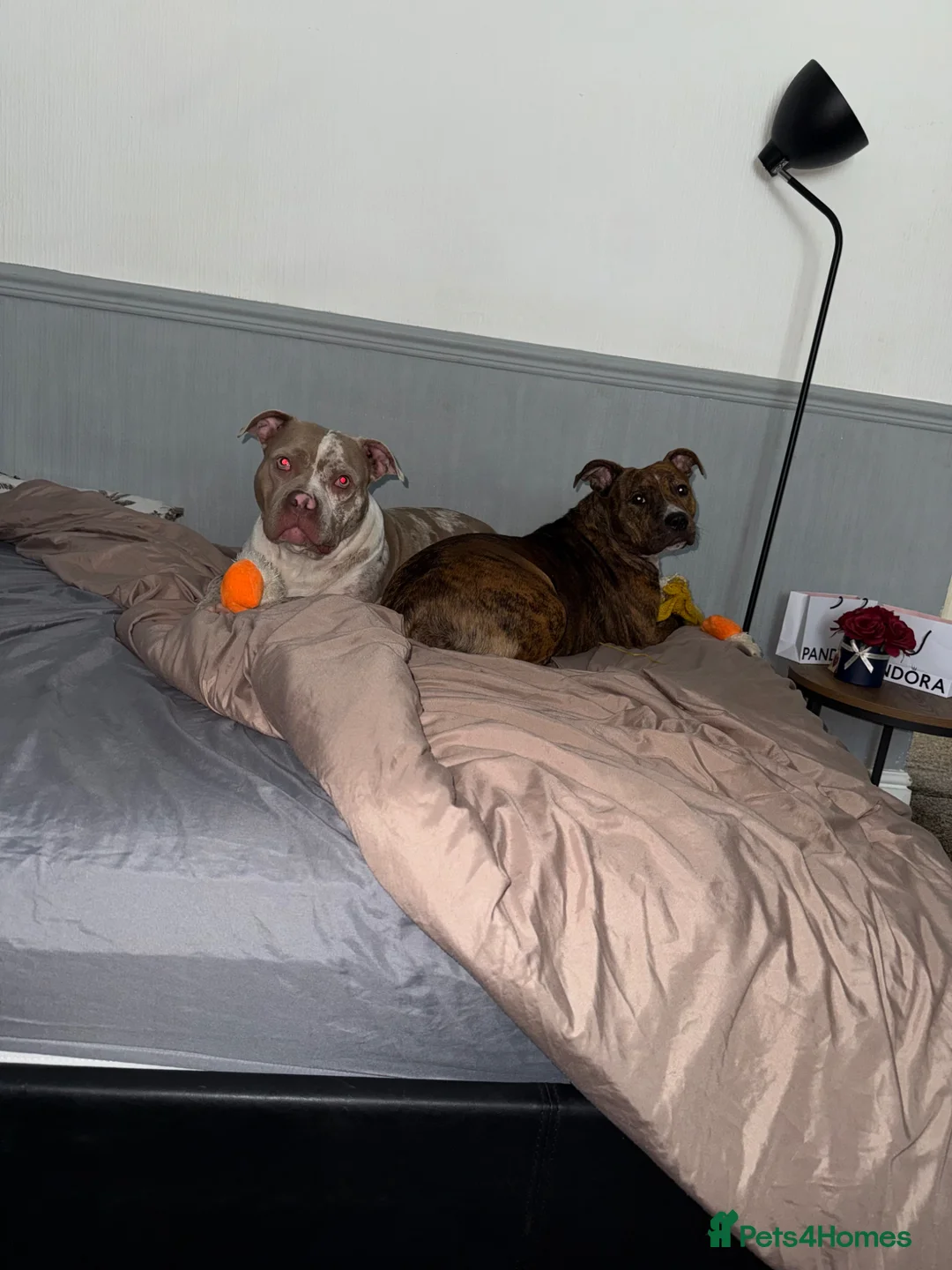 American Bully dogs for sale: Skye - American Bully.  in Manchester - Advert 2