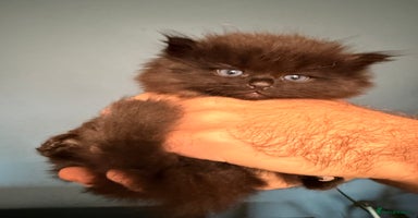 Ragdoll cats - Advert 10