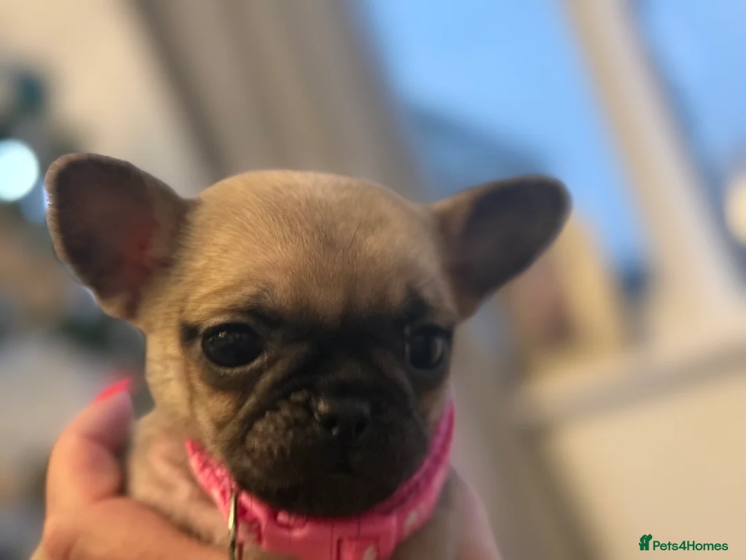 Mixed Breed dogs for sale: Chug/frug puppies for sale - Advert 5