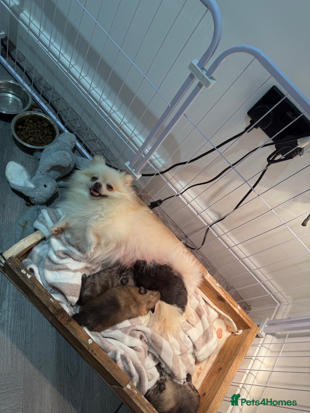 Pomeranian dogs for sale: Teddy Bear Pomerians  - Advert 14