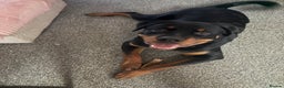 Rottweiler dogs for sale: Rottweiler pup for rehome - Advert 7