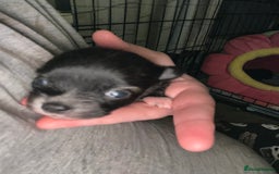 Pomchi dogs for sale: 2 beautiful tiny little Pomchi girls - Image 8
