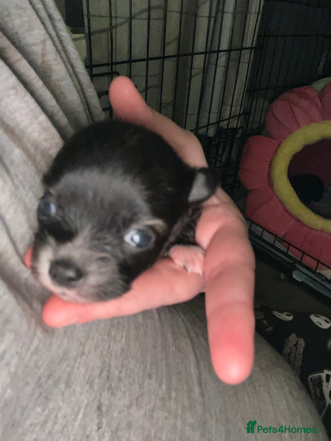 Pomchi dogs for sale: 2 beautiful tiny little Pomchi girls - Image 8
