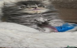 Persian cats for sale: 4 Persian Kittens - Image 12