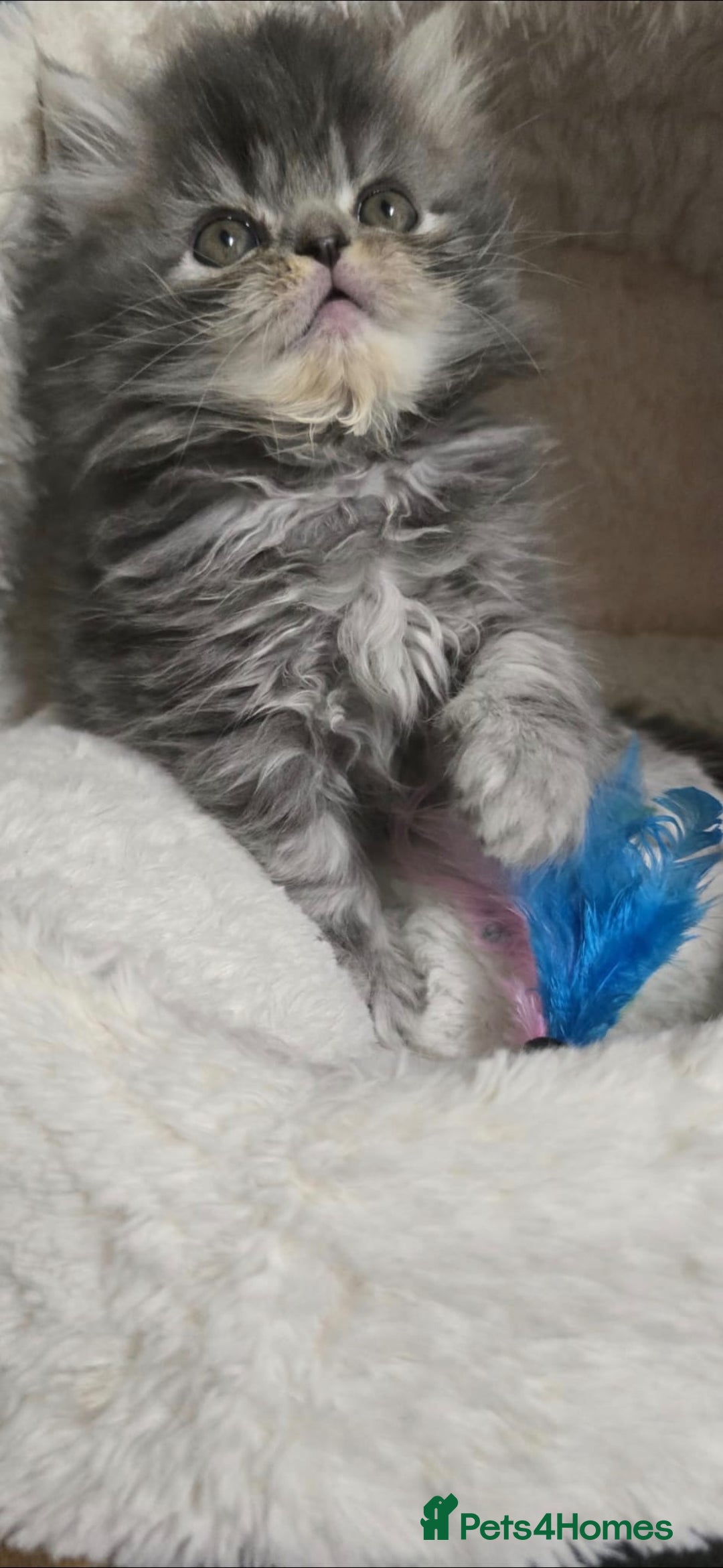 Persian cats for sale: 4 Persian Kittens - Image 12