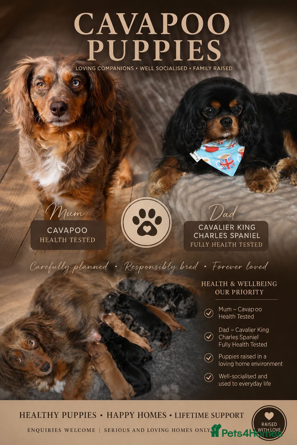 Cavalier King Charles Spaniel dogs Health Tested Parents-beautiful puppies - Advert 1