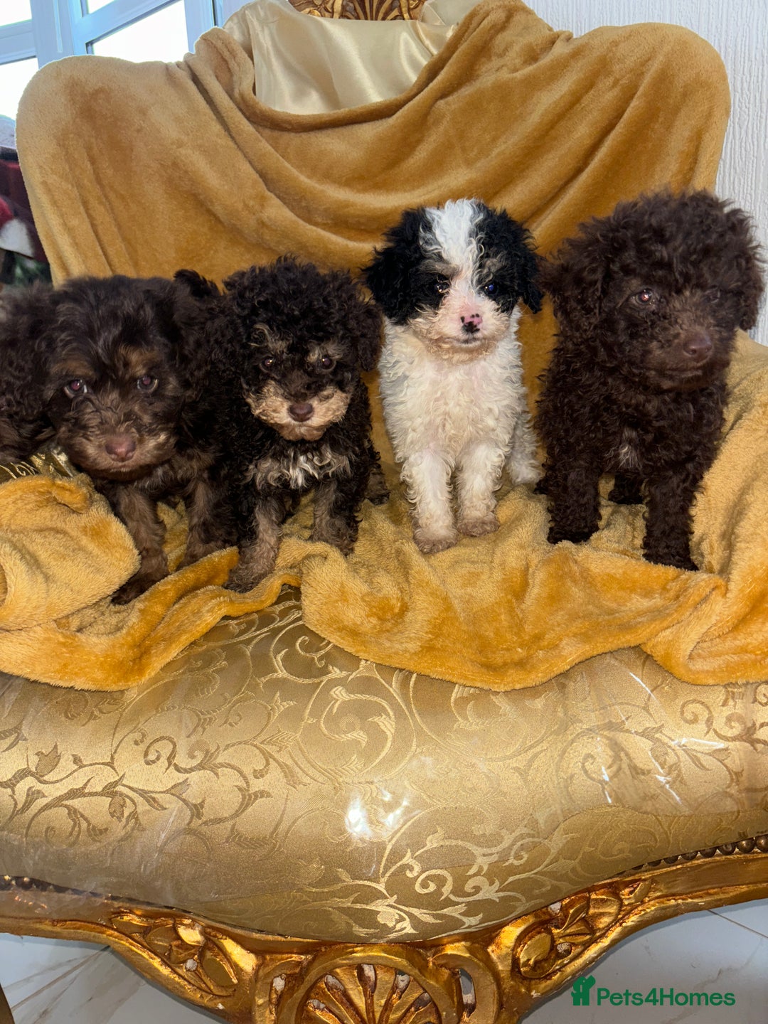 Cavapoo dogs for sale: Ready now Cavapoo puppies for sale  - Advert 6