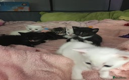 Turkish Angora cats for sale: Turkish angora cross bengal x tabby - Image 1