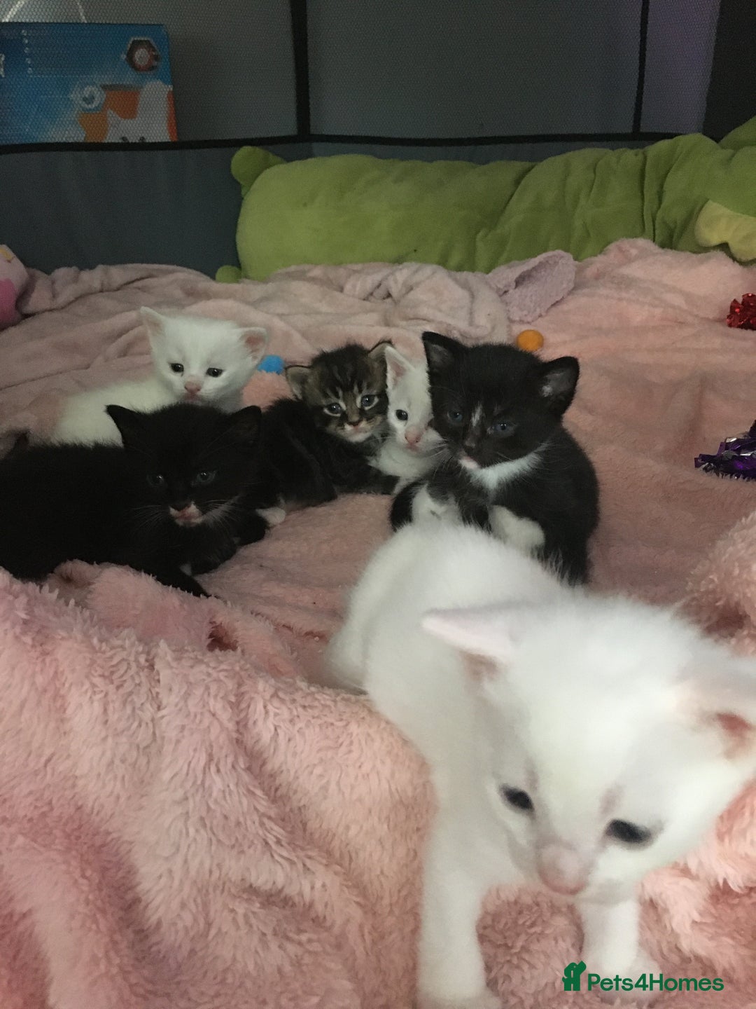 Turkish Angora cats for sale: Turkish angora cross bengal x tabby - Image 1