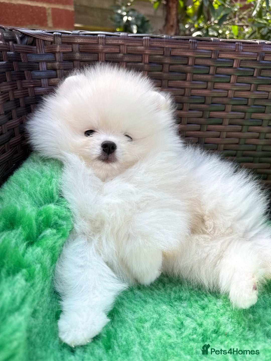 Pomeranian dogs for sale: ONLY 1 TEDDY BEAR BOY LEFT! 🧸💙 - Image 6