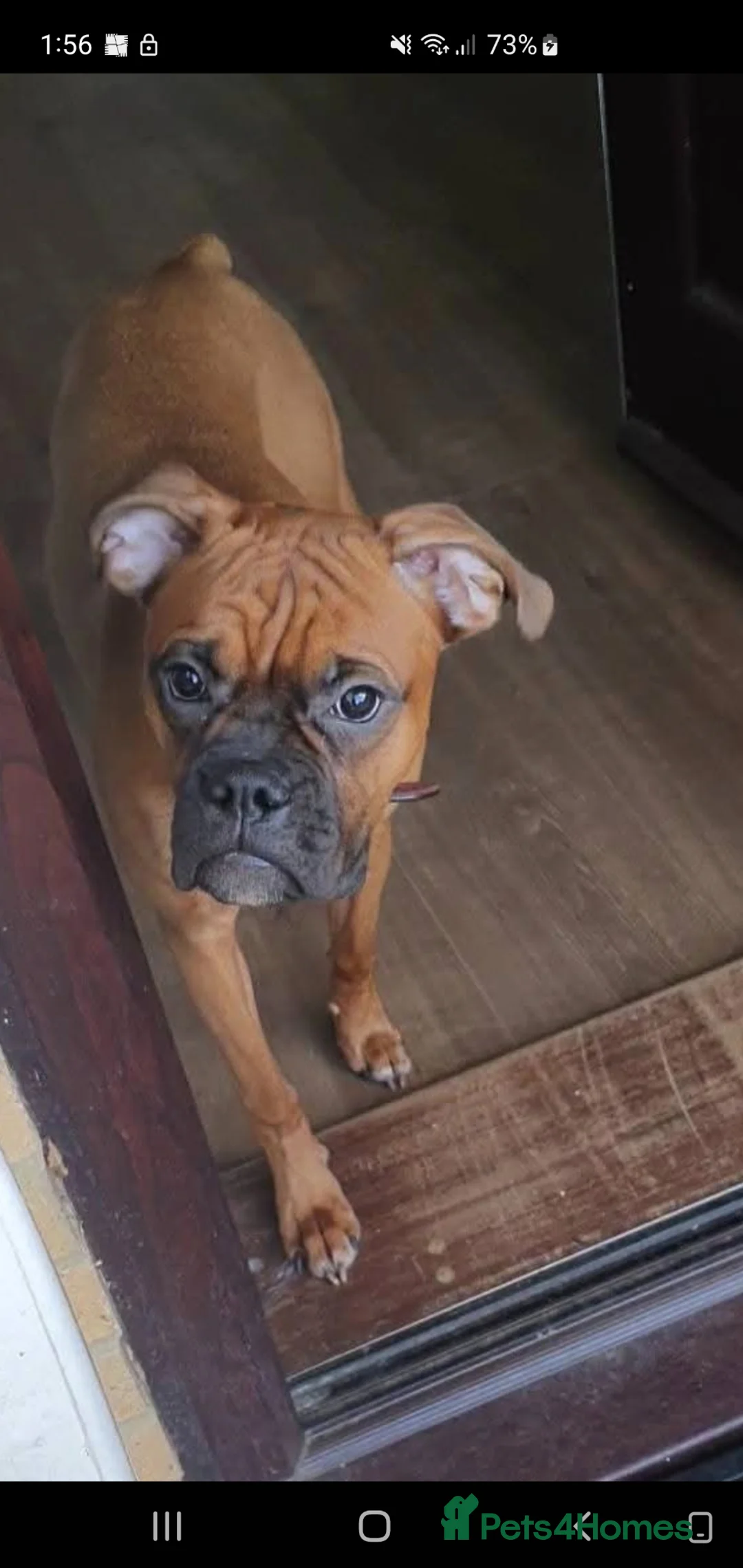 Boxer dogs for sale: Boxer  - Advert 2