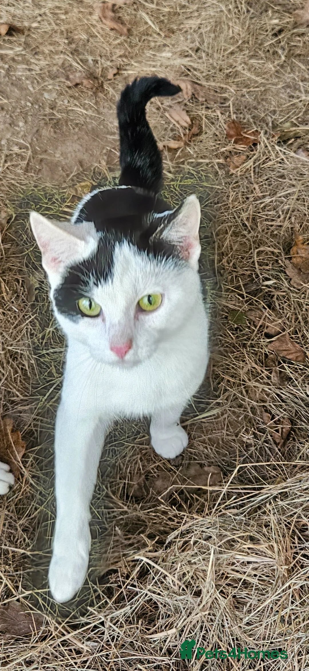 Mixed Breed cats for sale: Mixed breed kittens - Advert 7