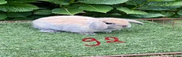 Mini Lop rabbits for sale: Pure bred mini lops baby rabbits  - Advert 6
