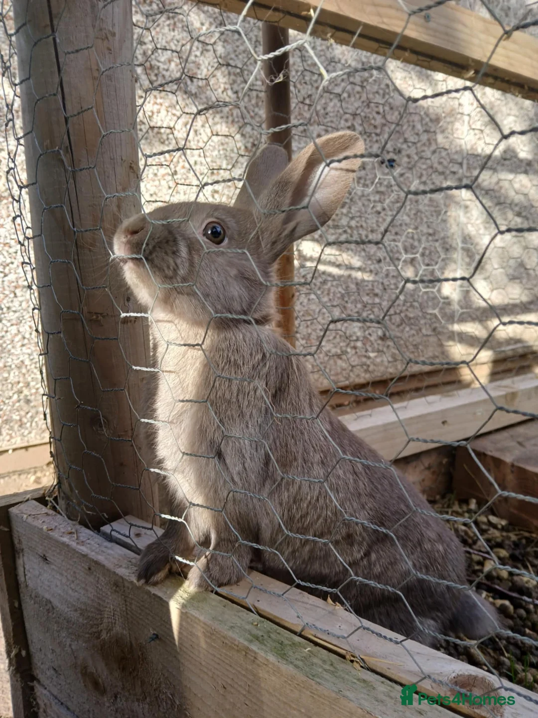 Mixed Breed rabbits for sale: 3 beautiful mixed breed rabbits  - Advert 1