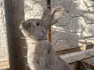 Mixed Breed rabbits 3 beautiful mixed breed rabbits - Advert 2