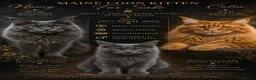 Maine Coon cats for sale: TICA registered Blue male ACTIVE  - Advert 7