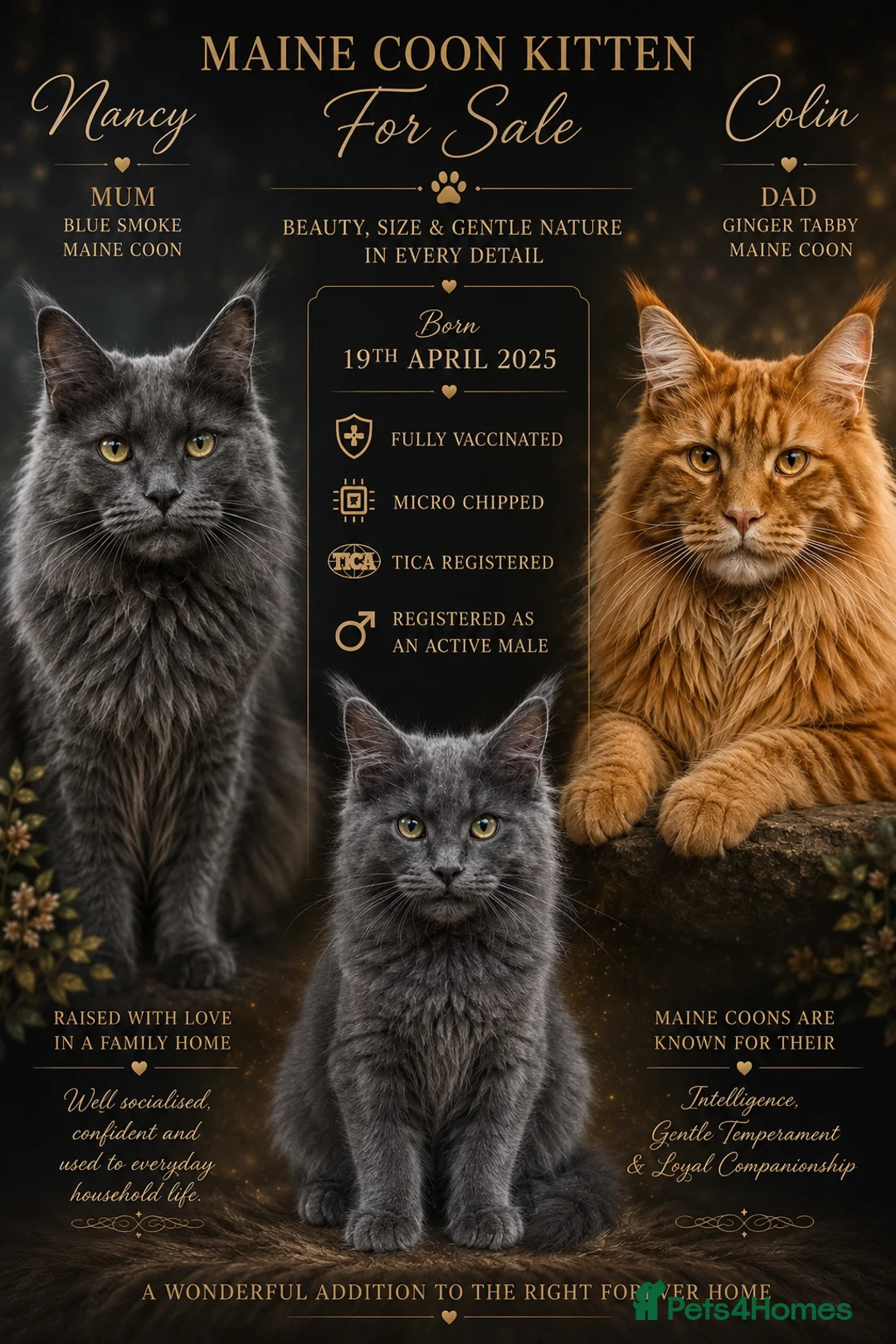Maine Coon cats for sale: TICA registered Blue male ACTIVE  - Advert 7