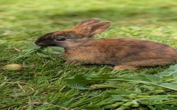 Rex rabbits for sale: Beautiful baby bunnies 8 weeks old - Image 4