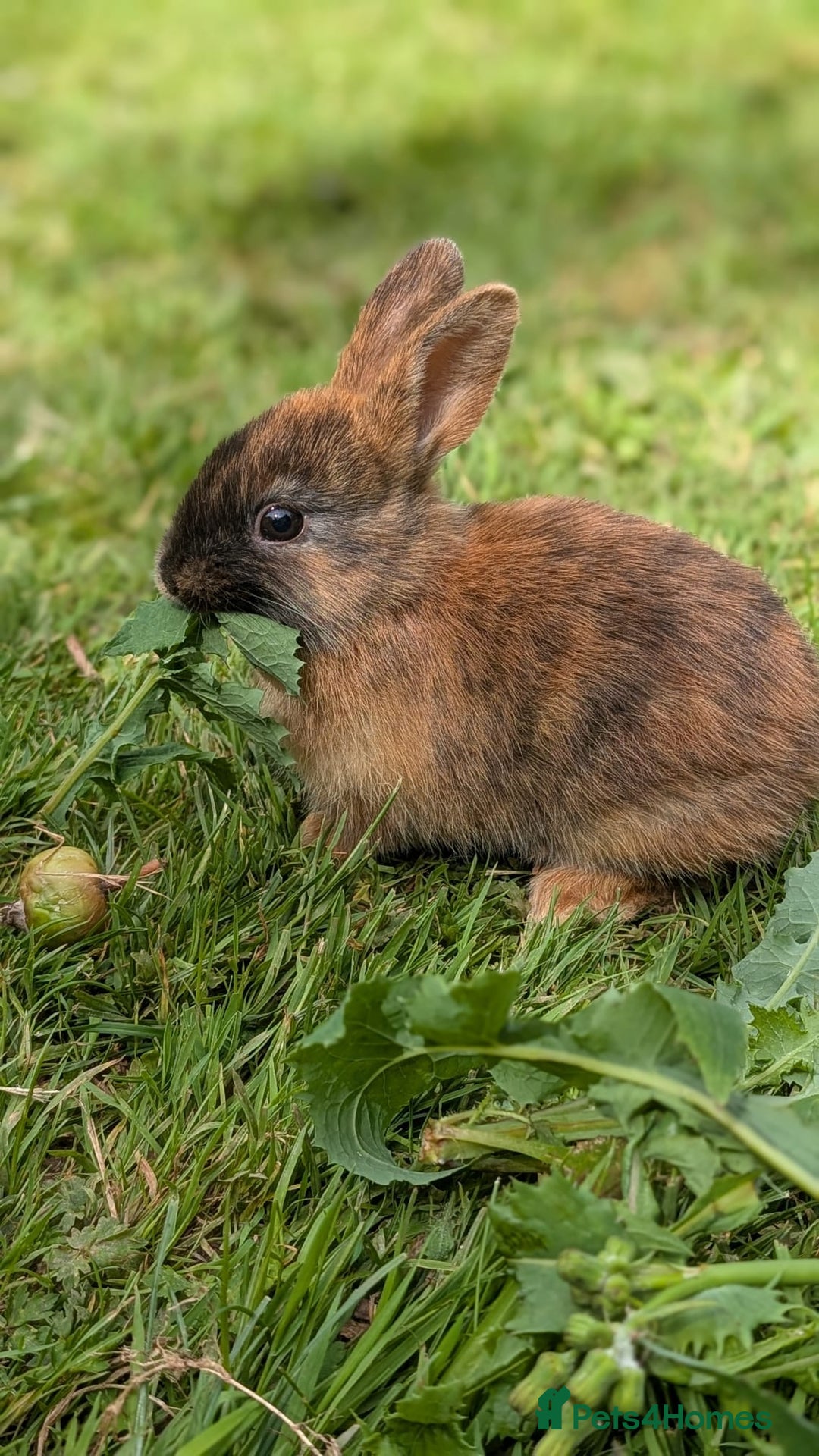 Rex rabbits for sale: Beautiful baby bunnies 8 weeks old - Image 4