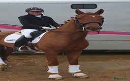 Danish Warmblood horses for sale: Ivan Beautiful Gelding sired by Cupido x Ultima - Image 10