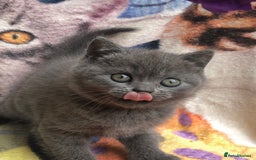 British Shorthair cats for sale: Adorable BSH Blue kittens  - Image 5