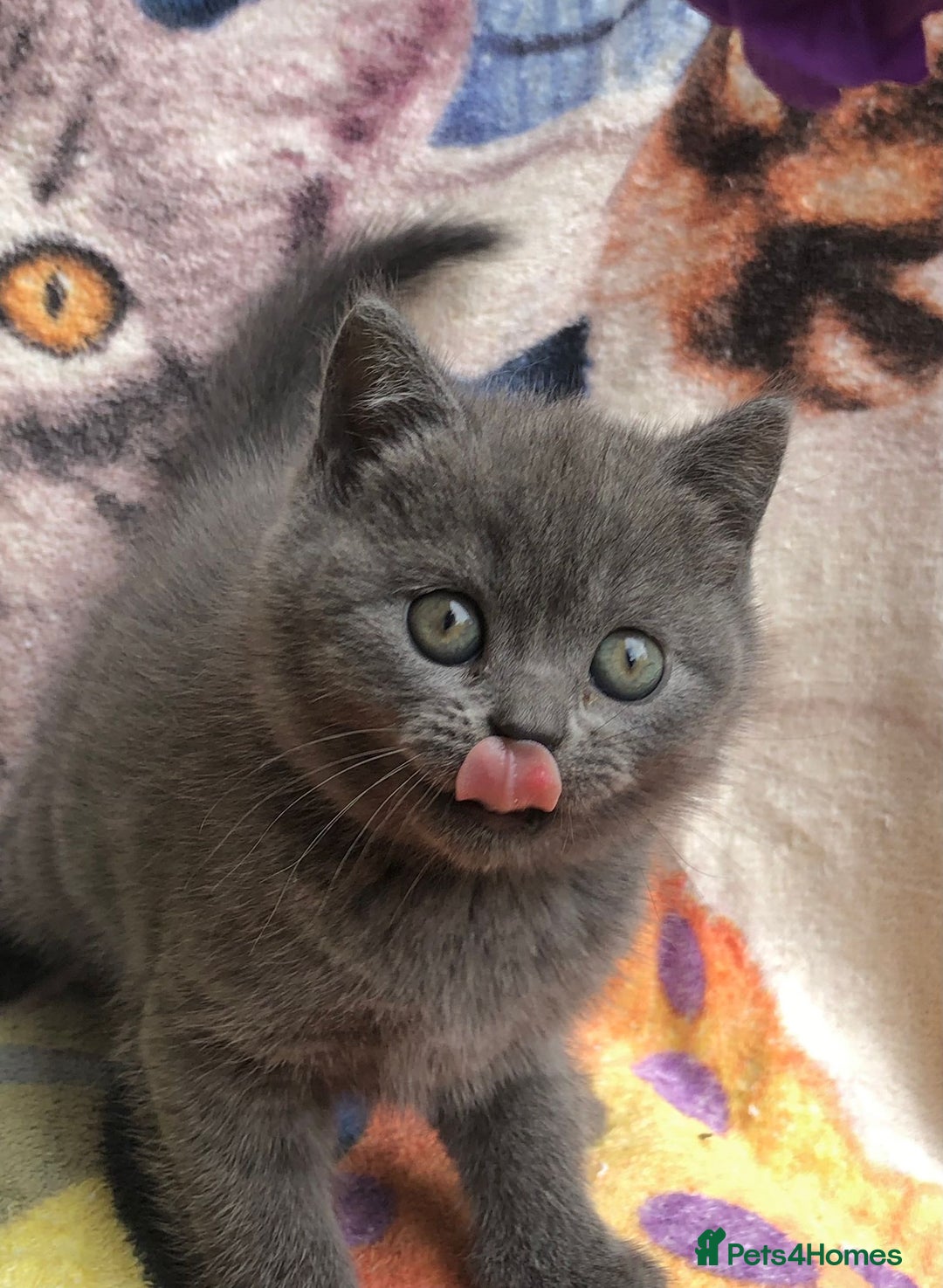 British Shorthair cats for sale: Adorable BSH Blue kittens  - Image 5