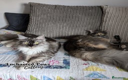 Maine Coon cats for sale: Ready now! 1 boy TICA Registered  - Image 20