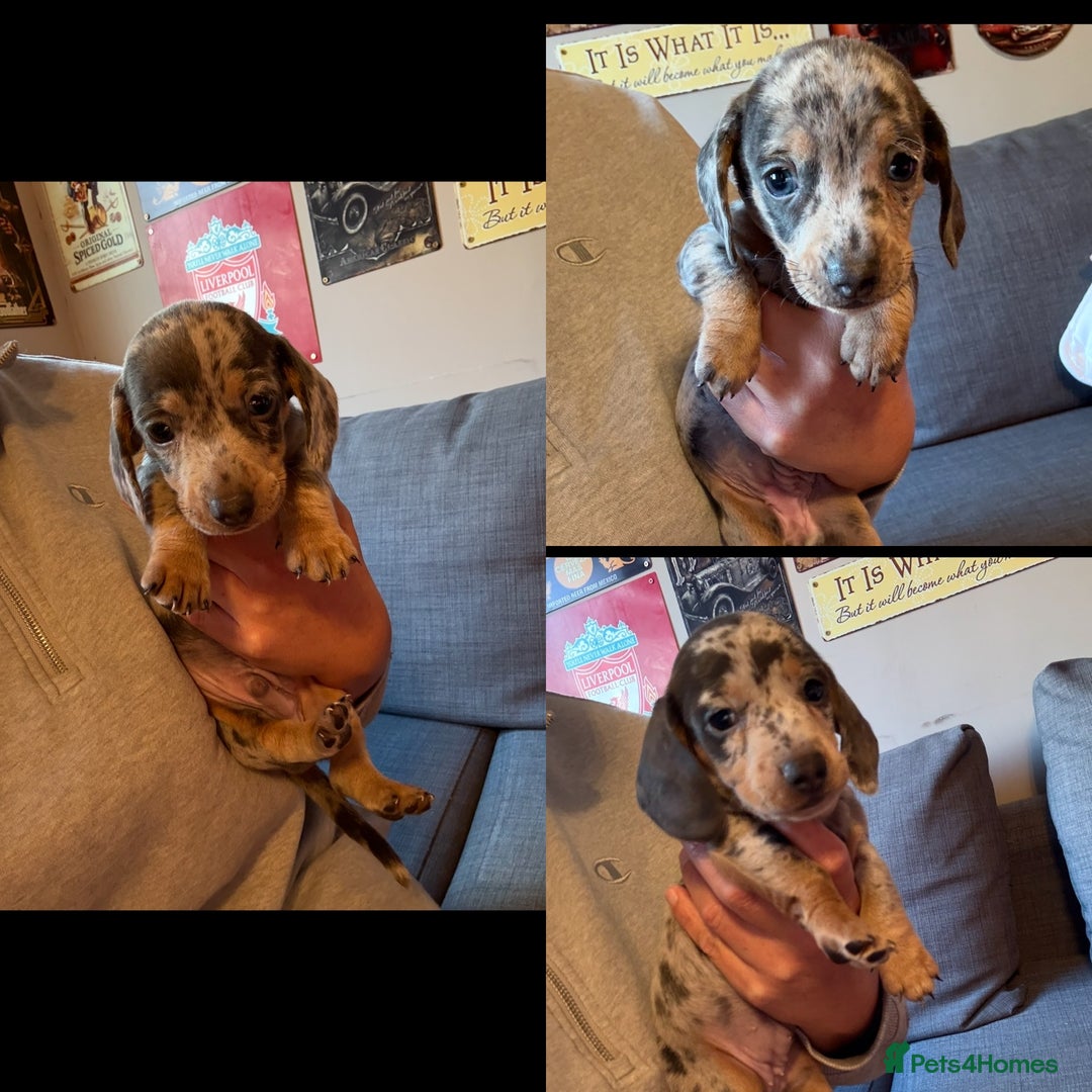 Miniature Dachshund dogs for sale: Miniature dachshund puppies for sale  - Advert 7