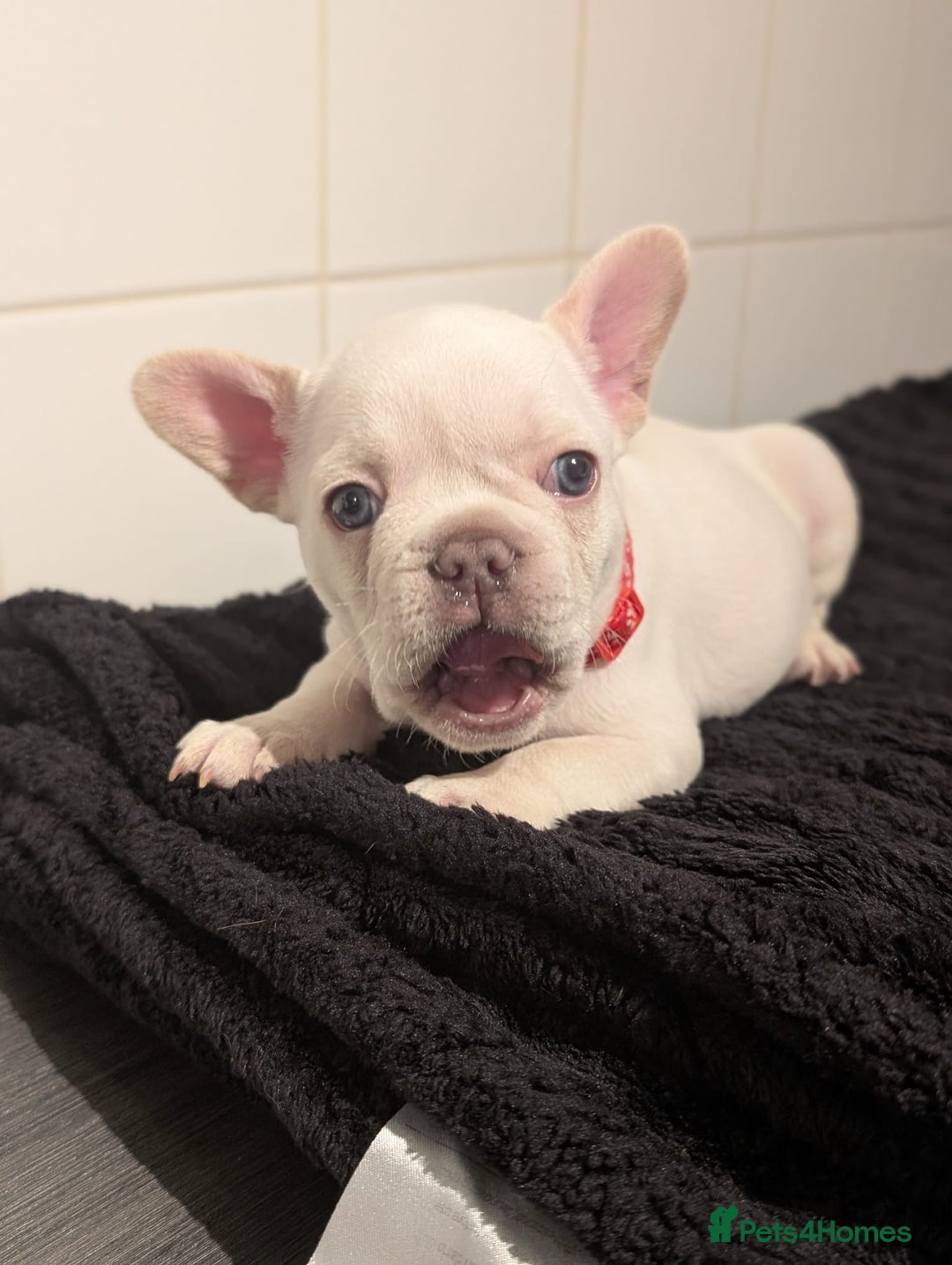 French Bulldog dogs for sale: 6 lovely French bulldog puppies  - Advert 16