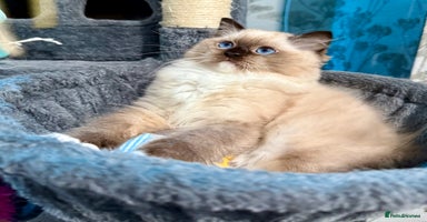 Ragdoll cats WORLD BEATIFUL RAGDOLL KITTEN/FIFe - Advert 5