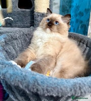 Ragdoll cats WORLD BEATIFUL RAGDOLL KITTEN/FIFe - Advert 4
