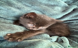 British Shorthair cats for sale: 4 adorable kittens ready for their new home!! - Image 4