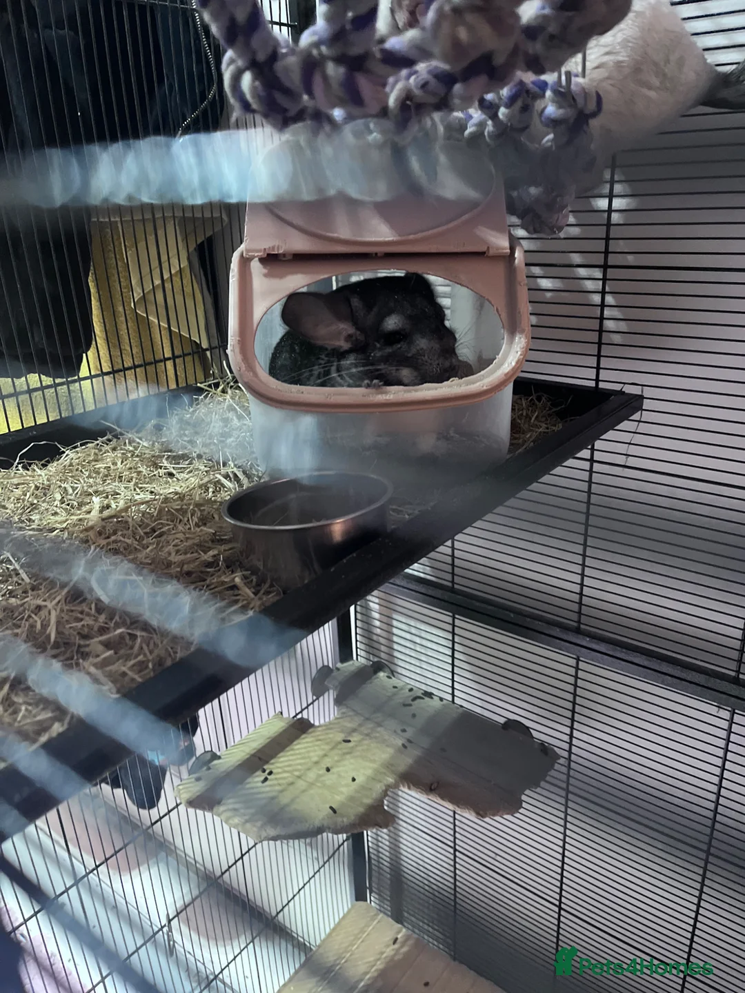 Chinchilla rodents for sale: 3 Male Chinchillas and Cage in Hornsea - Advert 8