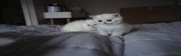 British Shorthair cats for sale: British Shorthair Chinchilla - Advert 13