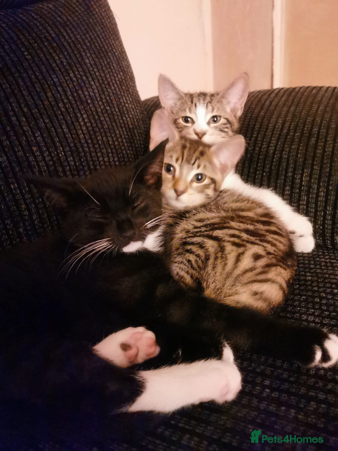 Mixed Breed cats 1 male 3 female kittens  in Manchester - Advert 1