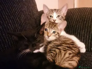 Mixed Breed cats 1 male 3 female kittens in Manchester - Advert 1