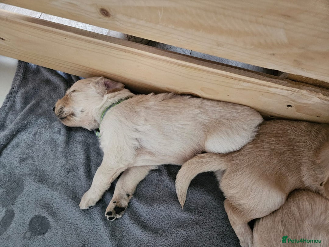 Golden Retriever dogs for sale: Golden retriever puppies - Image 7